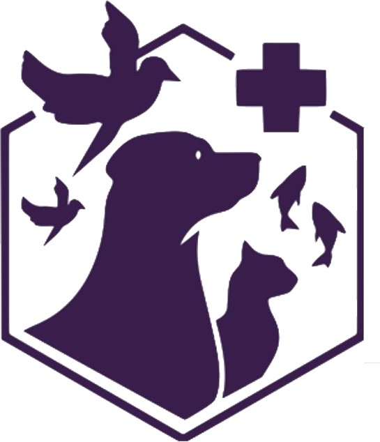 Dr Paw